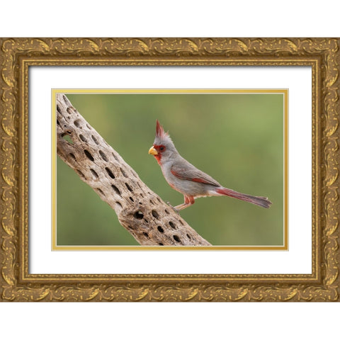 Male pyrrhuloxia Gold Ornate Wood Framed Art Print with Double Matting by Archer, Ken