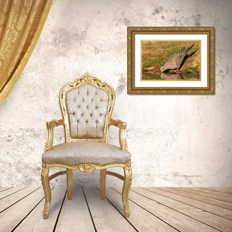 Mourning dove Gold Ornate Wood Framed Art Print with Double Matting by Archer, Ken