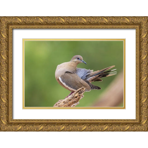 White-winged dove preening Gold Ornate Wood Framed Art Print with Double Matting by Archer, Ken