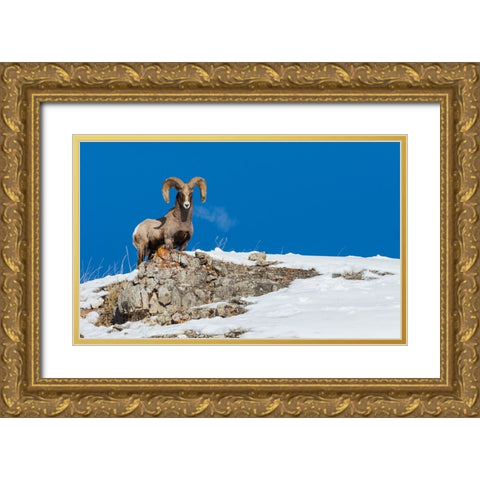 Bighorn sheep ram-frosty breath Gold Ornate Wood Framed Art Print with Double Matting by Archer, Ken