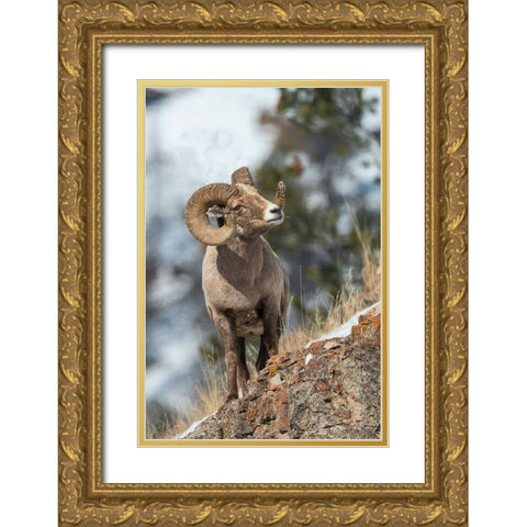 Bighorn sheep ram Gold Ornate Wood Framed Art Print with Double Matting by Archer, Ken