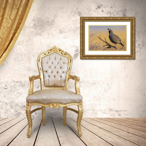 Male California quail calling Gold Ornate Wood Framed Art Print with Double Matting by Archer, Ken