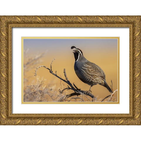 Male California quail calling Gold Ornate Wood Framed Art Print with Double Matting by Archer, Ken