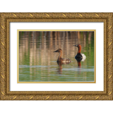 Canvasback pair Gold Ornate Wood Framed Art Print with Double Matting by Archer, Ken