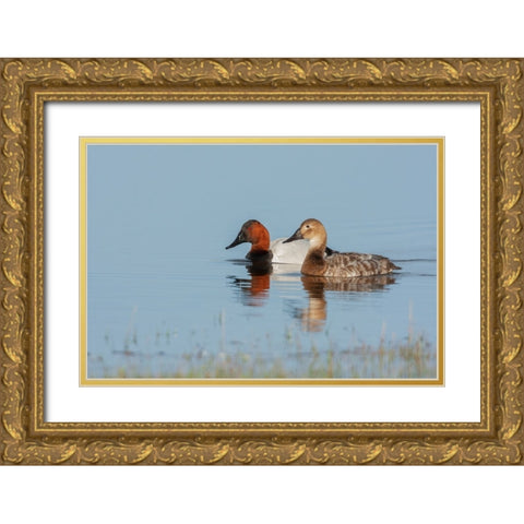 Canvasback pair Gold Ornate Wood Framed Art Print with Double Matting by Archer, Ken