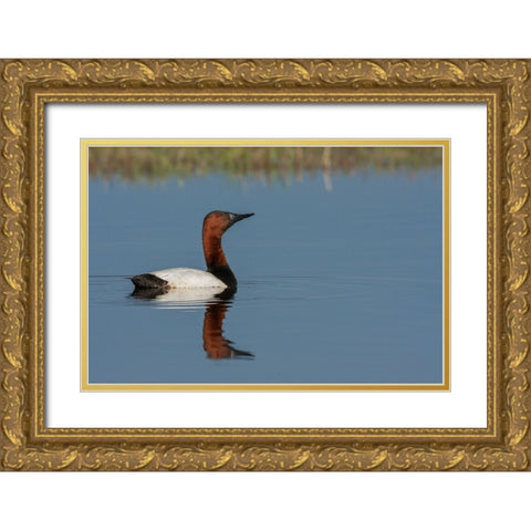 Canvasback drake Gold Ornate Wood Framed Art Print with Double Matting by Archer, Ken