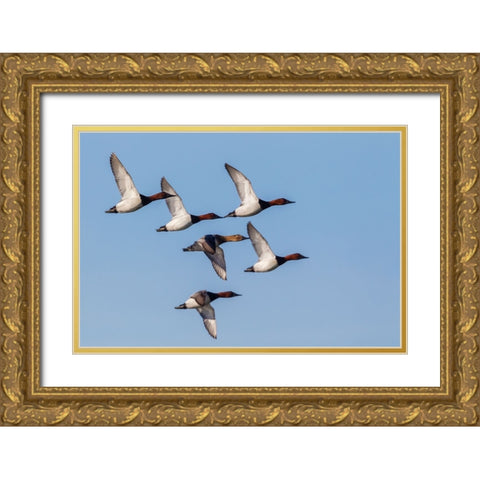 Canvasback flock-courtship flight Gold Ornate Wood Framed Art Print with Double Matting by Archer, Ken