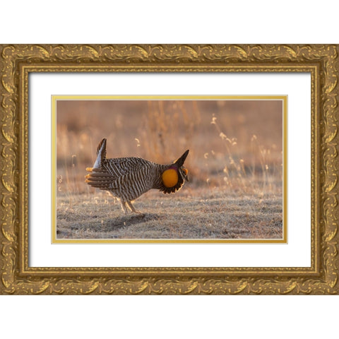 Greater prairie chickens-courtship display Gold Ornate Wood Framed Art Print with Double Matting by Archer, Ken