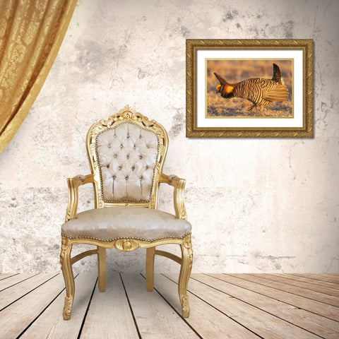 Greater prairie chickens-courtship display Gold Ornate Wood Framed Art Print with Double Matting by Archer, Ken