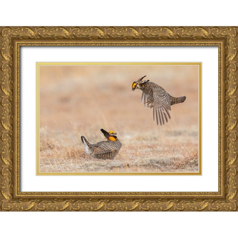 Greater prairie chickens-dominance dispute Gold Ornate Wood Framed Art Print with Double Matting by Archer, Ken