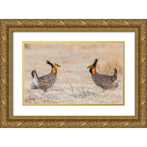 Greater prairie chickens-competing males Gold Ornate Wood Framed Art Print with Double Matting by Archer, Ken