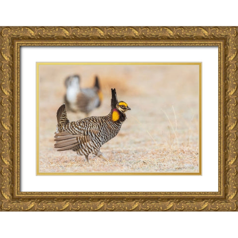 Greater prairie chickens-competing males Gold Ornate Wood Framed Art Print with Double Matting by Archer, Ken