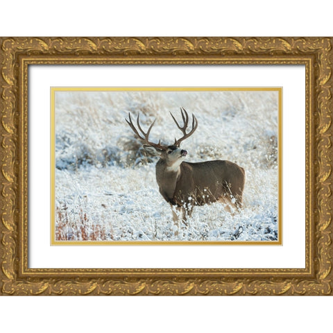 Mule Deer Buck Gold Ornate Wood Framed Art Print with Double Matting by Archer, Ken