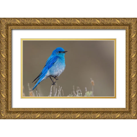 Male mountain bluebird Gold Ornate Wood Framed Art Print with Double Matting by Archer, Ken