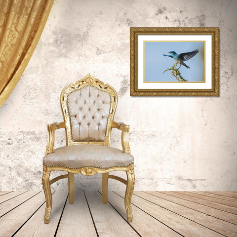 Mountain bluebird alighting Gold Ornate Wood Framed Art Print with Double Matting by Archer, Ken