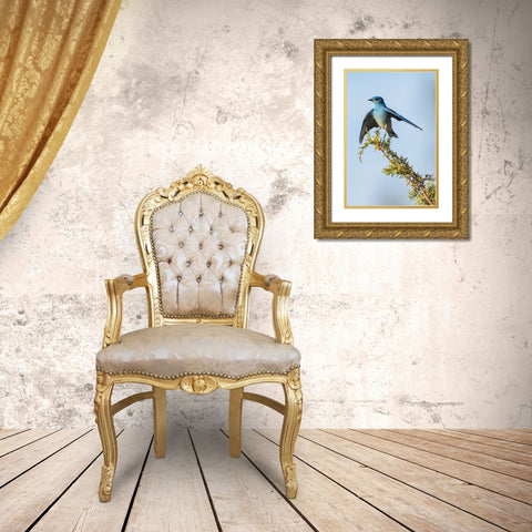 Mountain bluebird Gold Ornate Wood Framed Art Print with Double Matting by Archer, Ken