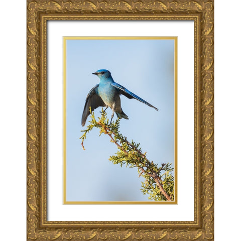 Mountain bluebird Gold Ornate Wood Framed Art Print with Double Matting by Archer, Ken