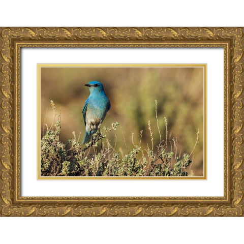 Male mountain bluebird Gold Ornate Wood Framed Art Print with Double Matting by Archer, Ken