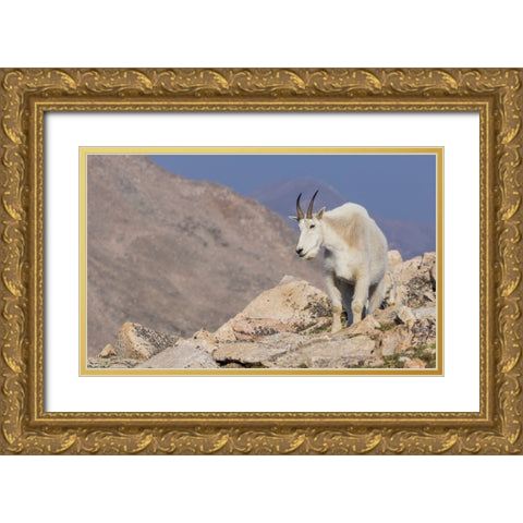 Mountain goat billy Gold Ornate Wood Framed Art Print with Double Matting by Archer, Ken