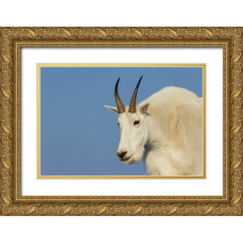 Mountain goat billy Gold Ornate Wood Framed Art Print with Double Matting by Archer, Ken
