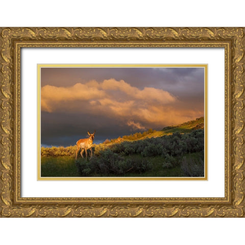 Pronghorn-clearing thunderstorm Gold Ornate Wood Framed Art Print with Double Matting by Archer, Ken