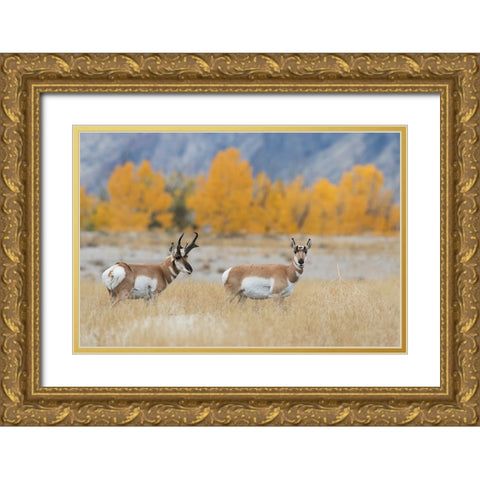 Pronghorn pair Gold Ornate Wood Framed Art Print with Double Matting by Archer, Ken