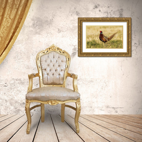 Ring-necked pheasant Gold Ornate Wood Framed Art Print with Double Matting by Archer, Ken