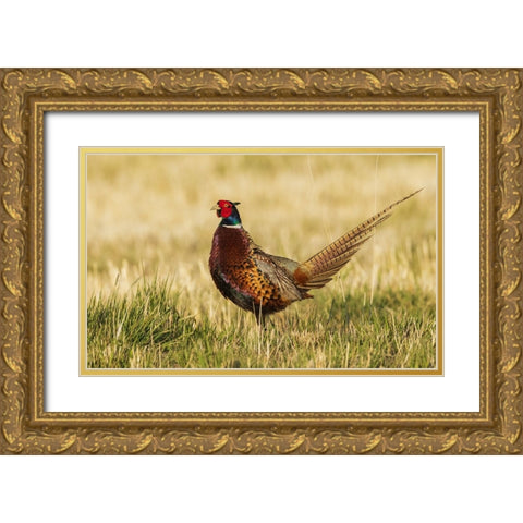 Ring-necked pheasant Gold Ornate Wood Framed Art Print with Double Matting by Archer, Ken