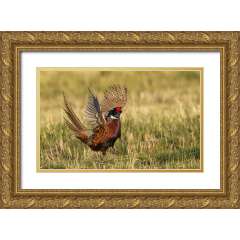 Ring-necked pheasant-courtship display Gold Ornate Wood Framed Art Print with Double Matting by Archer, Ken