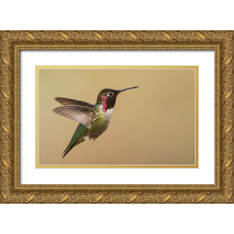 Male annas hummingbird Gold Ornate Wood Framed Art Print with Double Matting by Archer, Ken