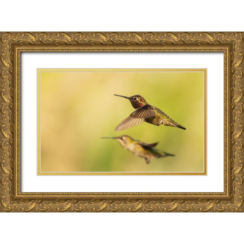 Annas hummingbird pair Gold Ornate Wood Framed Art Print with Double Matting by Archer, Ken