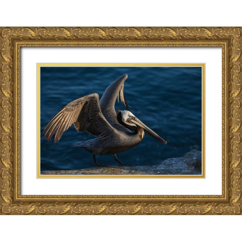 Brown pelican Gold Ornate Wood Framed Art Print with Double Matting by Archer, Ken