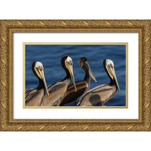 Brown pelican Gold Ornate Wood Framed Art Print with Double Matting by Archer, Ken