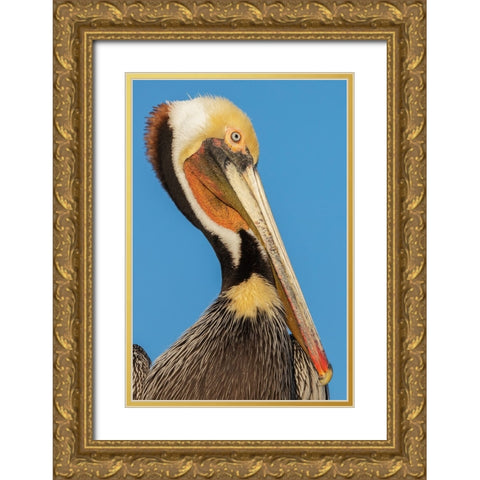 Brown pelican Gold Ornate Wood Framed Art Print with Double Matting by Archer, Ken