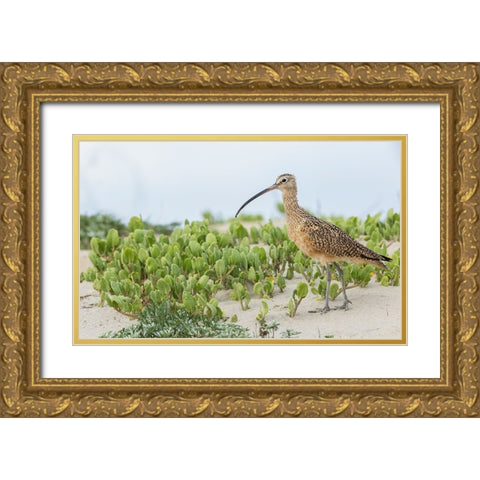 Long-billed curlew at the beach Gold Ornate Wood Framed Art Print with Double Matting by Archer, Ken