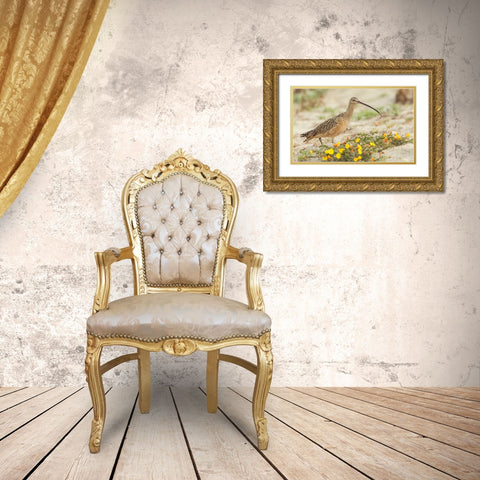 Long-billed curlew at the beach Gold Ornate Wood Framed Art Print with Double Matting by Archer, Ken