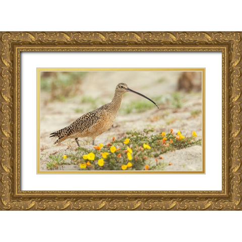 Long-billed curlew at the beach Gold Ornate Wood Framed Art Print with Double Matting by Archer, Ken