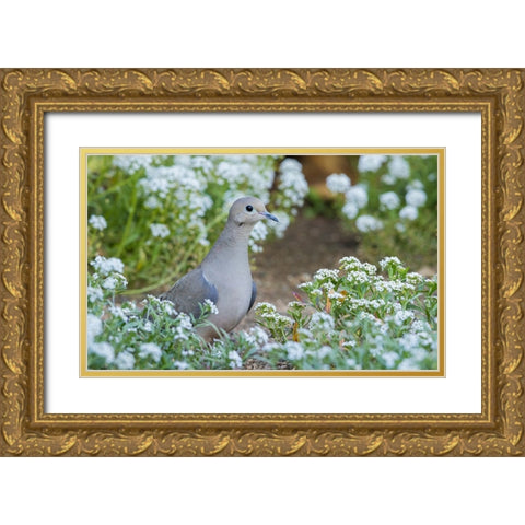 Mourning dove Gold Ornate Wood Framed Art Print with Double Matting by Archer, Ken