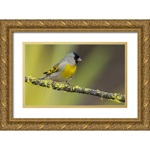 Lawrences goldfinch Gold Ornate Wood Framed Art Print with Double Matting by Archer, Ken