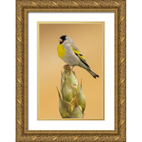 Lawrences goldfinch Gold Ornate Wood Framed Art Print with Double Matting by Archer, Ken