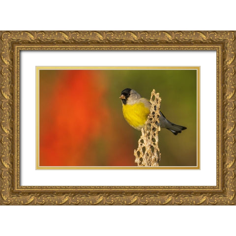 Lawrences goldfinch Gold Ornate Wood Framed Art Print with Double Matting by Archer, Ken