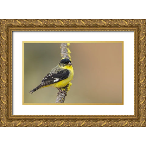 Lesser goldfinch Gold Ornate Wood Framed Art Print with Double Matting by Archer, Ken