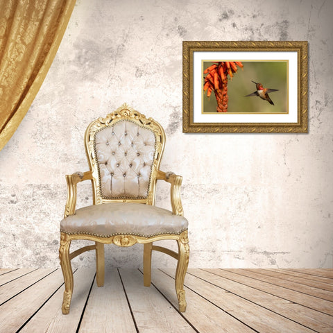 Rufous hummingbird-cholla blooms Gold Ornate Wood Framed Art Print with Double Matting by Archer, Ken