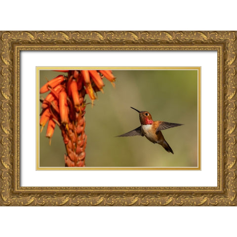 Rufous hummingbird-cholla blooms Gold Ornate Wood Framed Art Print with Double Matting by Archer, Ken