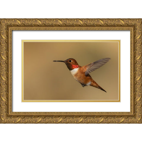 Male Rufous hummingbird Gold Ornate Wood Framed Art Print with Double Matting by Archer, Ken