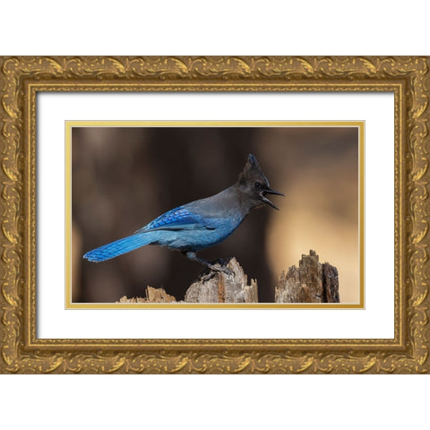 Stellers jay Gold Ornate Wood Framed Art Print with Double Matting by Archer, Ken