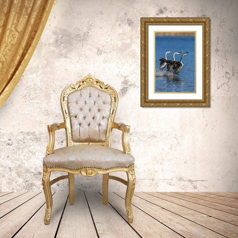 Western grebes rushing Gold Ornate Wood Framed Art Print with Double Matting by Archer, Ken