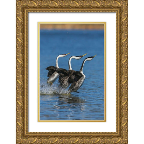 Western grebes rushing Gold Ornate Wood Framed Art Print with Double Matting by Archer, Ken