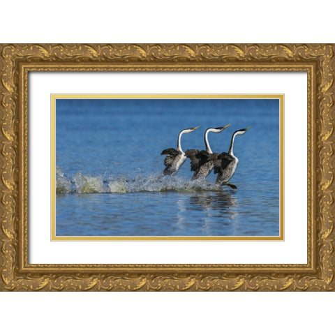 Western grebes rushing display Gold Ornate Wood Framed Art Print with Double Matting by Archer, Ken