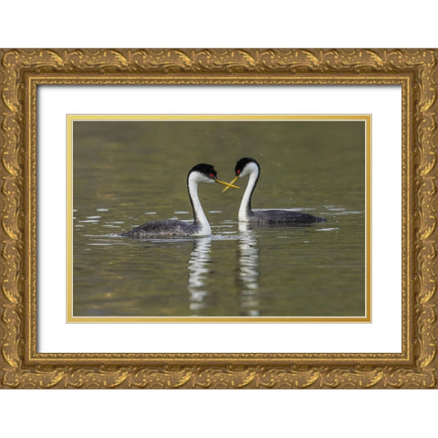 Western grebes-courting Gold Ornate Wood Framed Art Print with Double Matting by Archer, Ken
